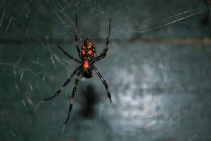 spider-175262_640