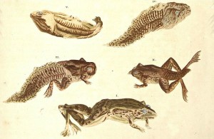 Metamorphosis insectorum Surinamensium LXXI by Maria Sibylla Merian (1647 – 1717)